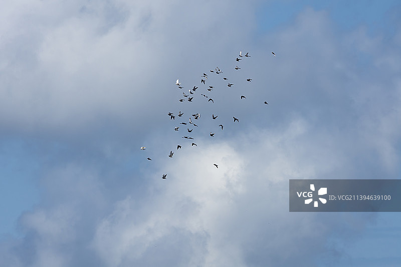 飞翔在蓝天白云下图片素材