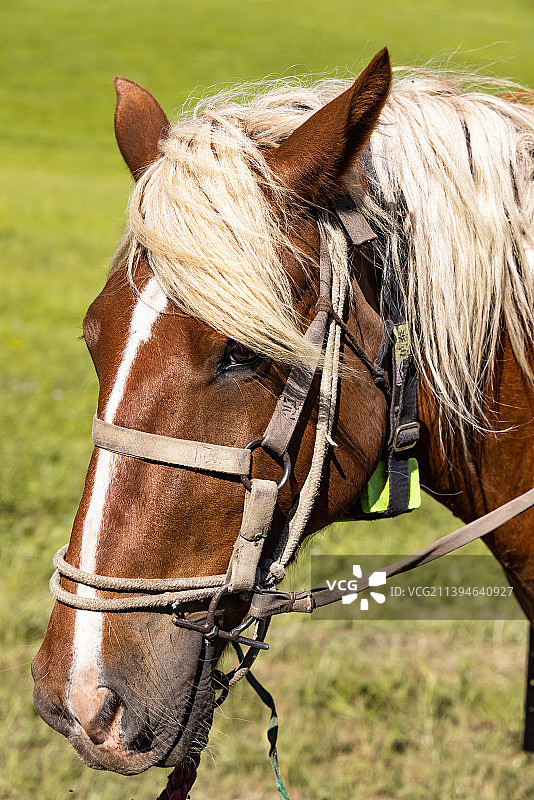 草原上的马匹图片素材