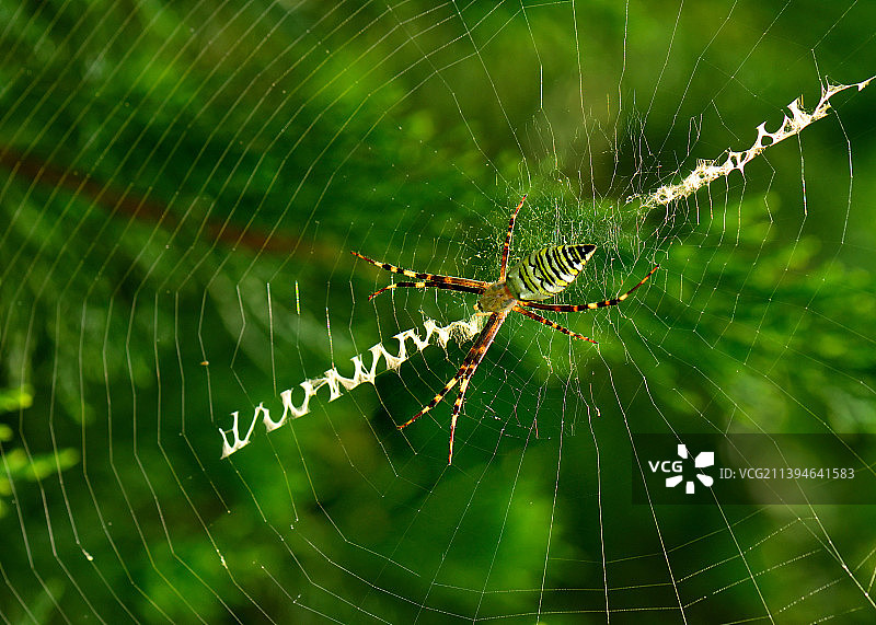 会写英文字母的金蛛图片素材