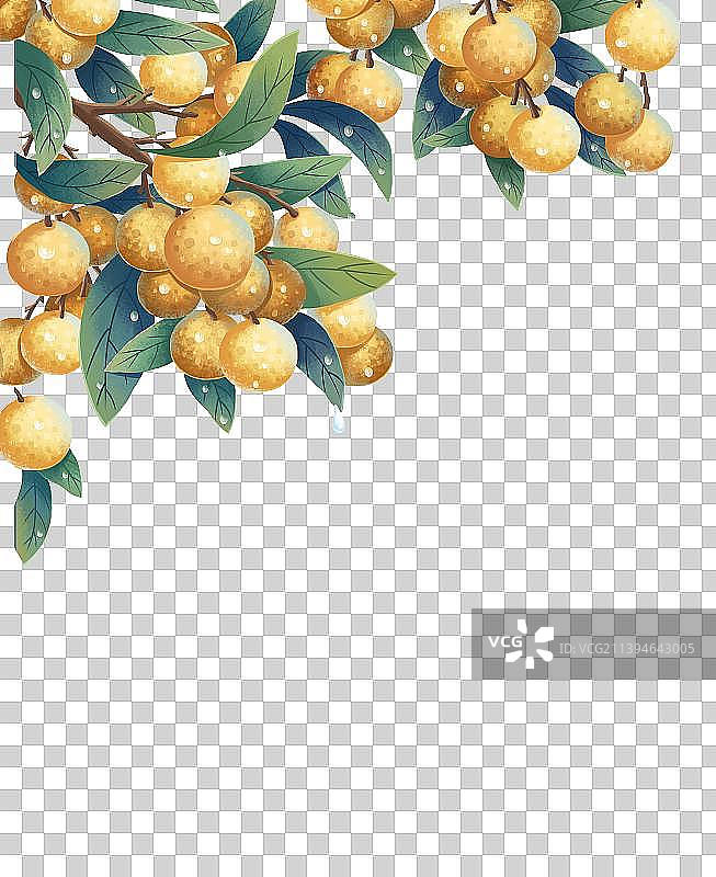 白露龙眼图片素材