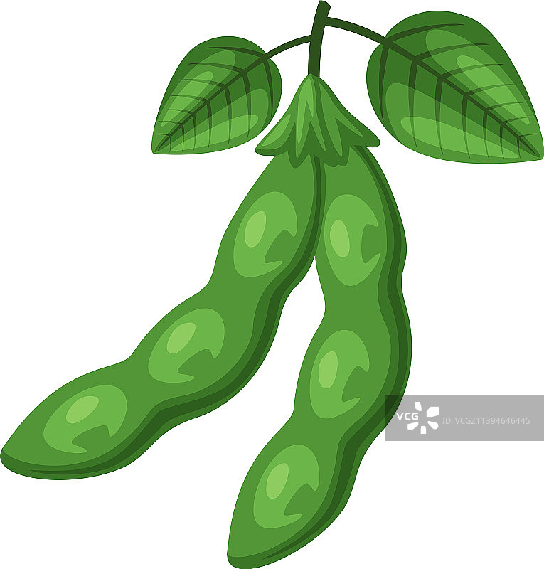 天然绿色大豆荚与豆子和叶子图片素材