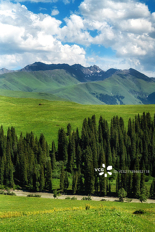 中国新疆伊犁唐布拉草原风光图片素材