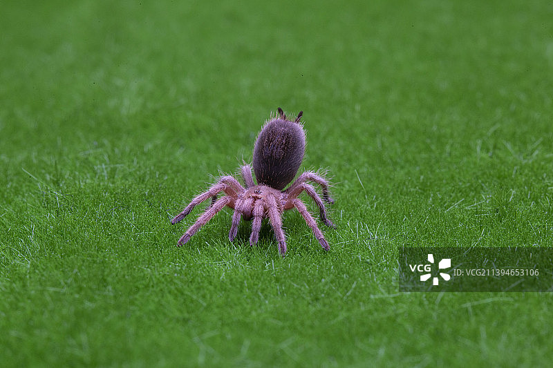 宠蜘蛛智利火玫瑰墨西哥白膝头捕鸟蛛墨西哥血脚墨西哥金背捕鸟蛛图片素材