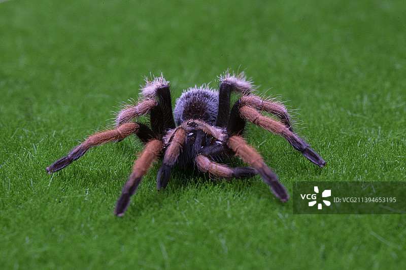 宠蜘蛛智利火玫瑰墨西哥白膝头捕鸟蛛墨西哥血脚墨西哥金背捕鸟蛛图片素材