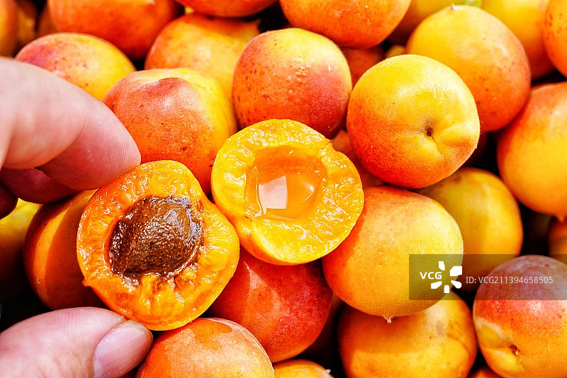 新疆小红杏阿克苏 伊犁吊干杏 新鲜水果采摘特写图片素材