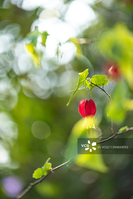 蔓性风铃花特写背景壁纸图片素材