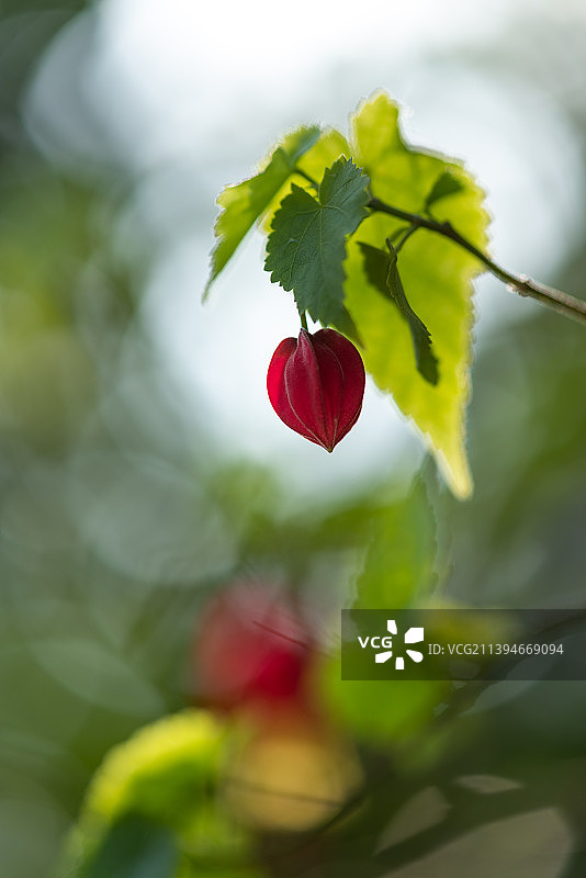 蔓性风铃花特写背景壁纸图片素材
