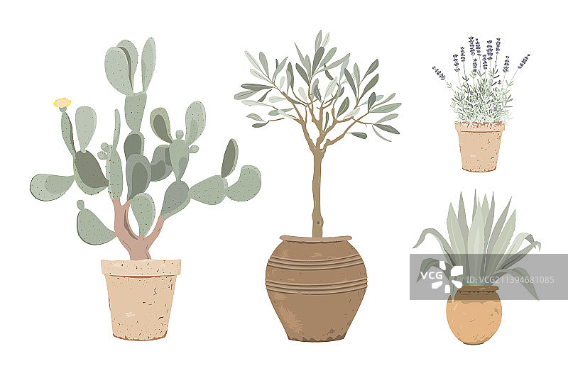 地中海盆栽薰衣草合集图片素材