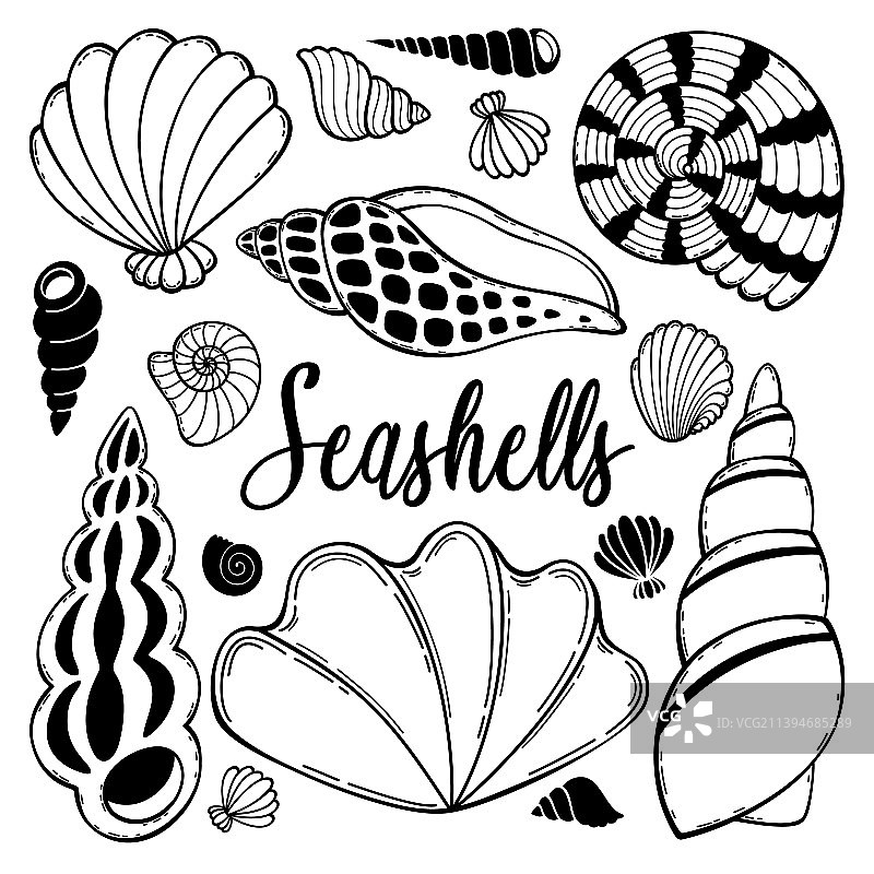 手绘贝壳合集图片素材