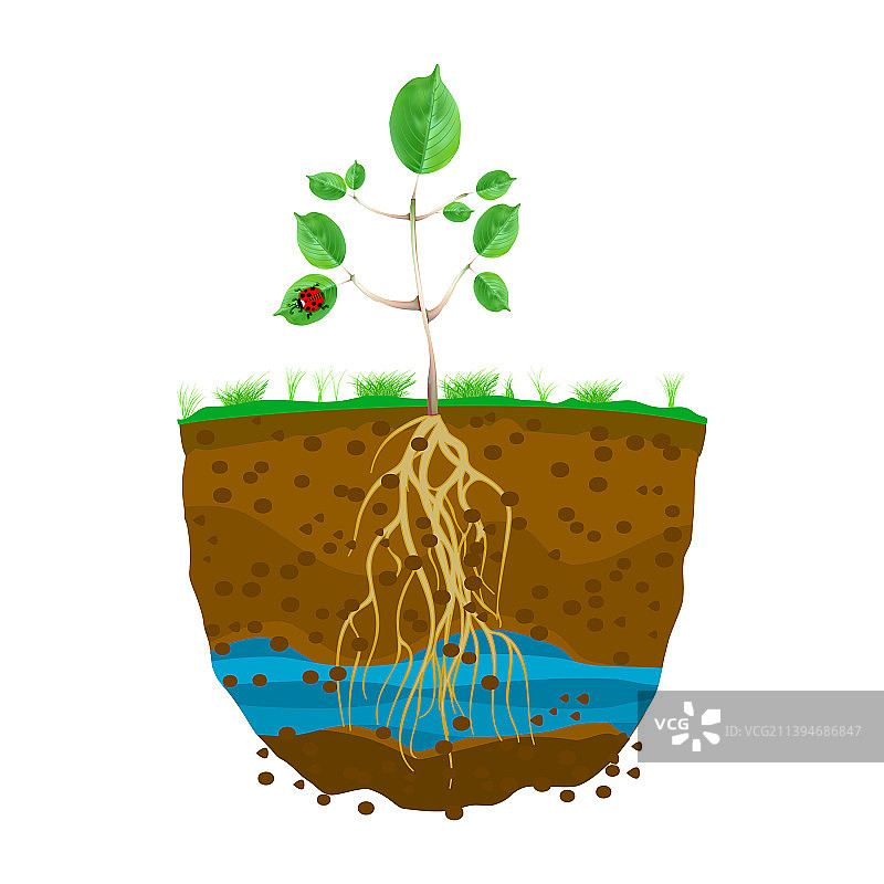土壤中带根系的新芽图片素材