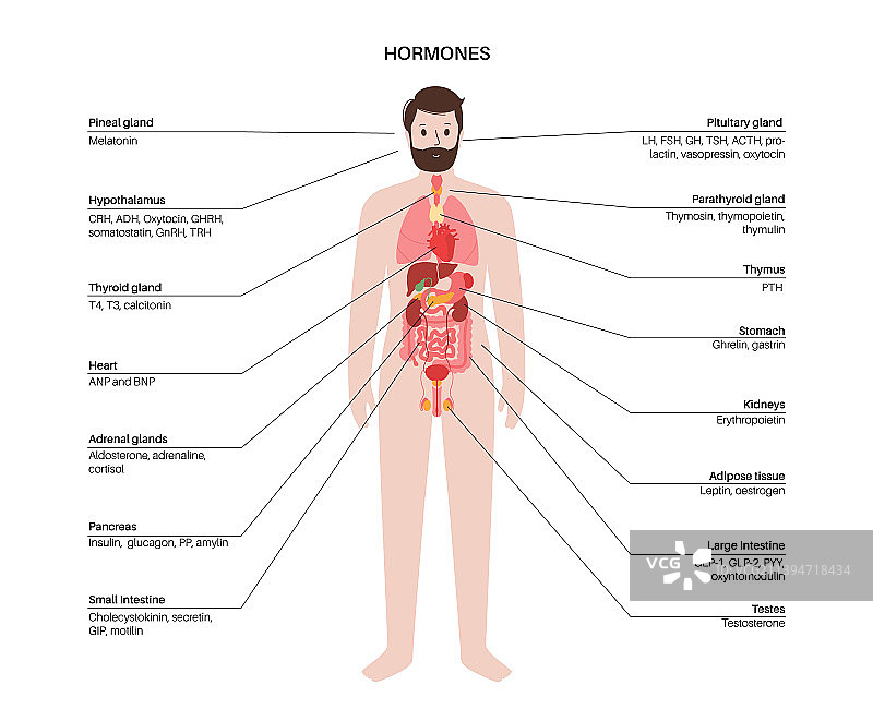 人体内的荷尔蒙图片素材