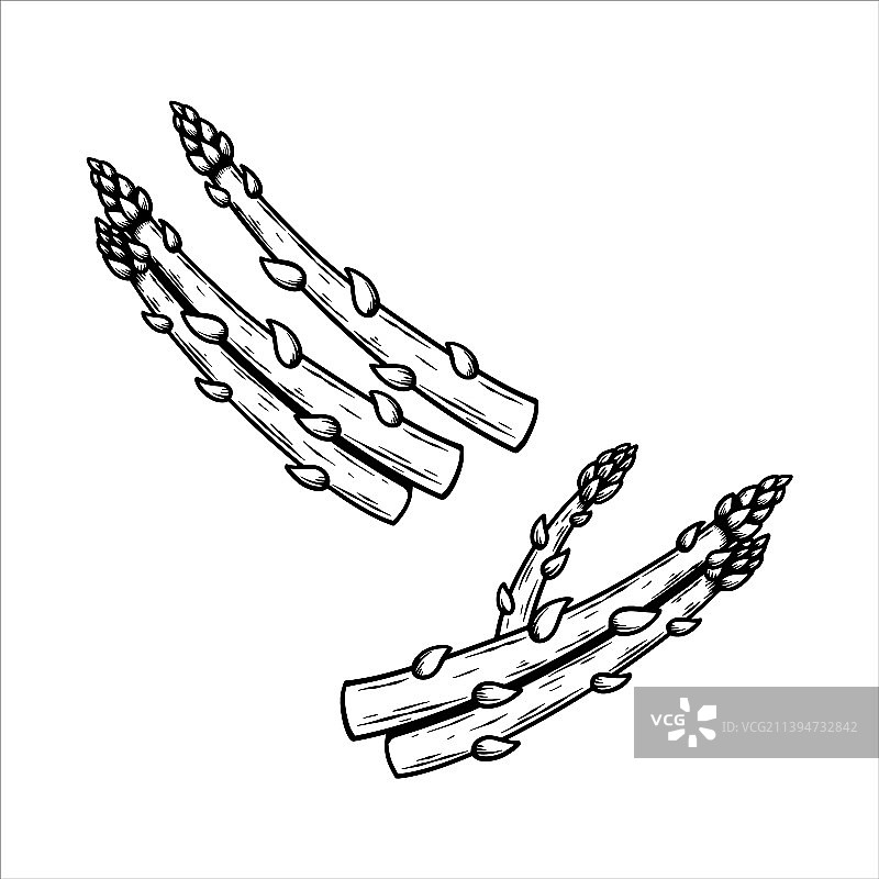 复古手绘芦笋蔬菜图片素材