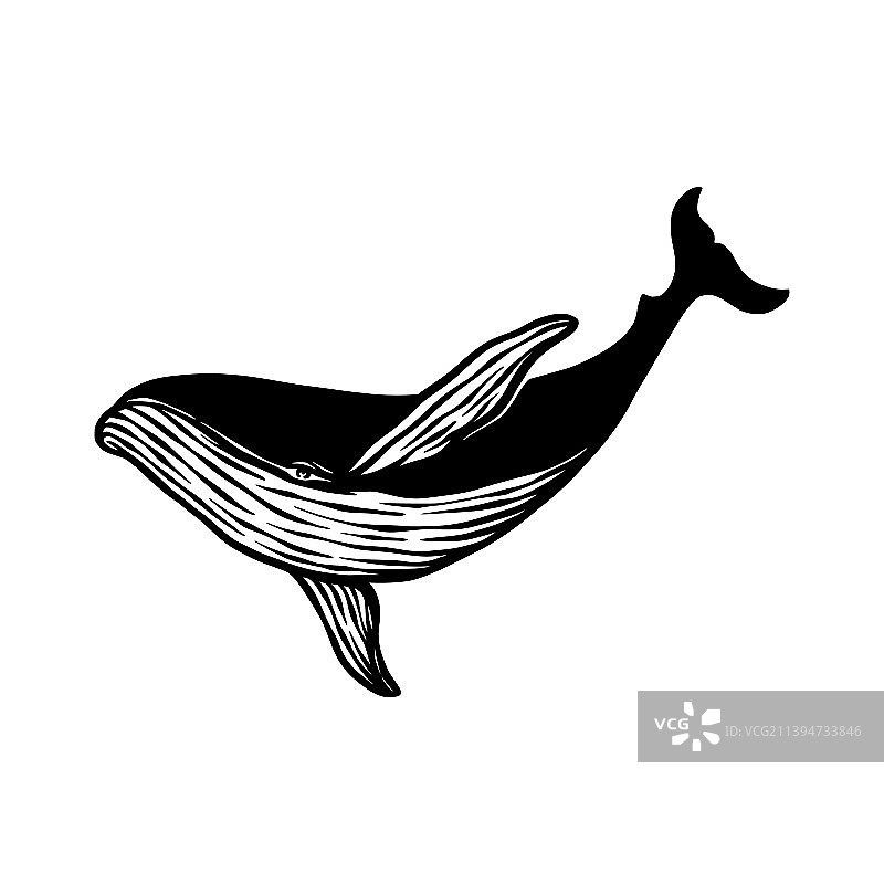 手绘鲸鱼剪影图片素材