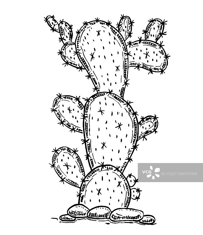 手绘仙人掌图片素材