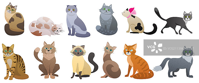 不同品种的可爱猫咪，红色灰色图片素材