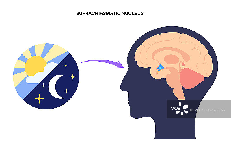 睡眠觉醒周期图片素材