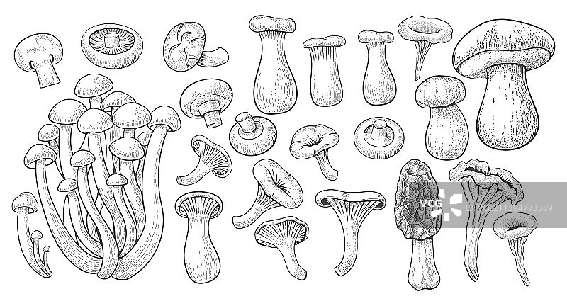 复古蘑菇植物学自然真菌图片素材