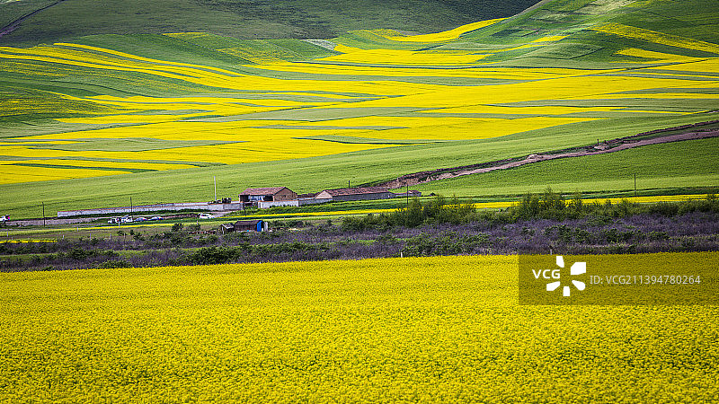 七月的油菜花图片素材