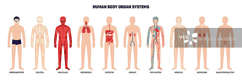 人体器官系统白色图标集图片素材