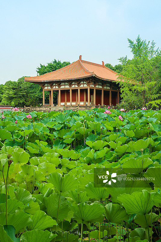 自然风光：成都郫都区望丛祠的荷花与中国传统建筑图片素材
