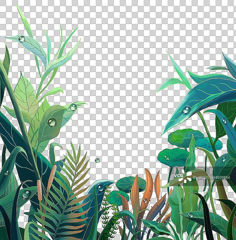 池塘边植物叶子上的露珠图片素材