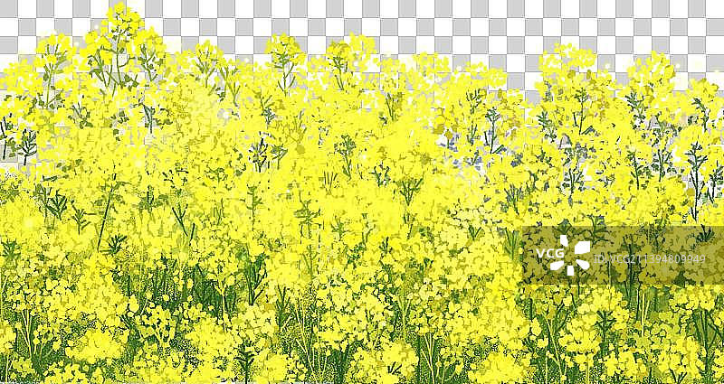 一片油菜花地特写图片素材