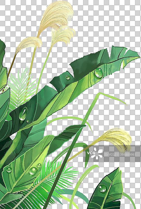 芭蕉叶芦苇露珠图片素材