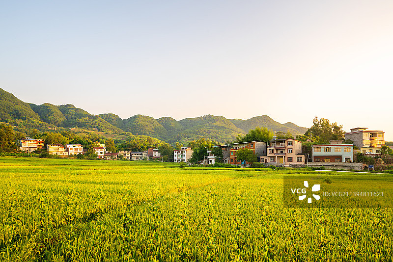 清晨阳光下的稻田与村庄图片素材