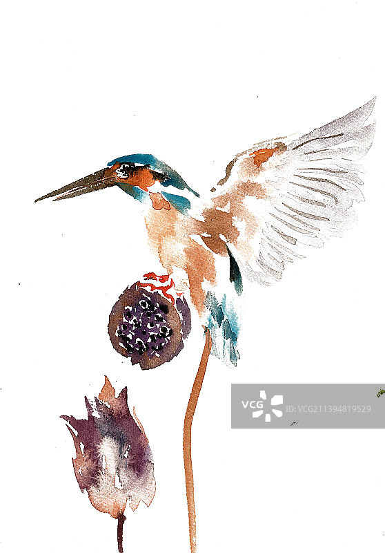 莲蓬上的翠鸟图片素材