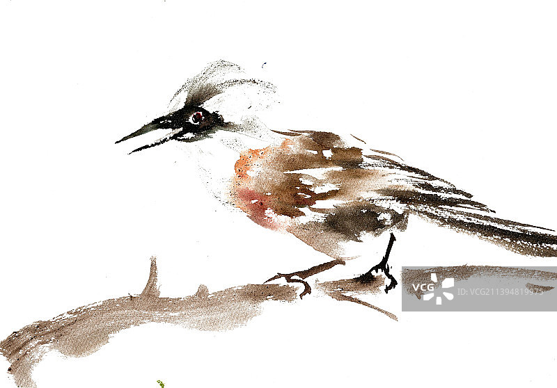 栖息的小鸟图片素材