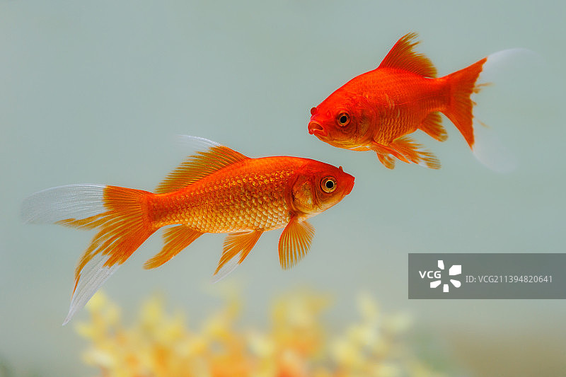 水中锦鲤图片素材