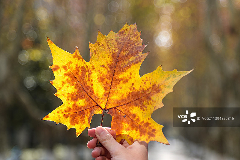 一叶知秋，秋天里的梧桐叶图片素材