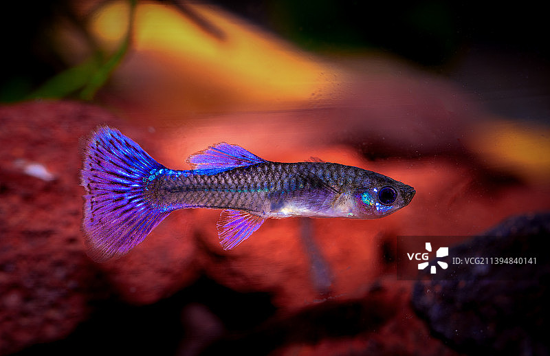 孔雀鱼图片素材