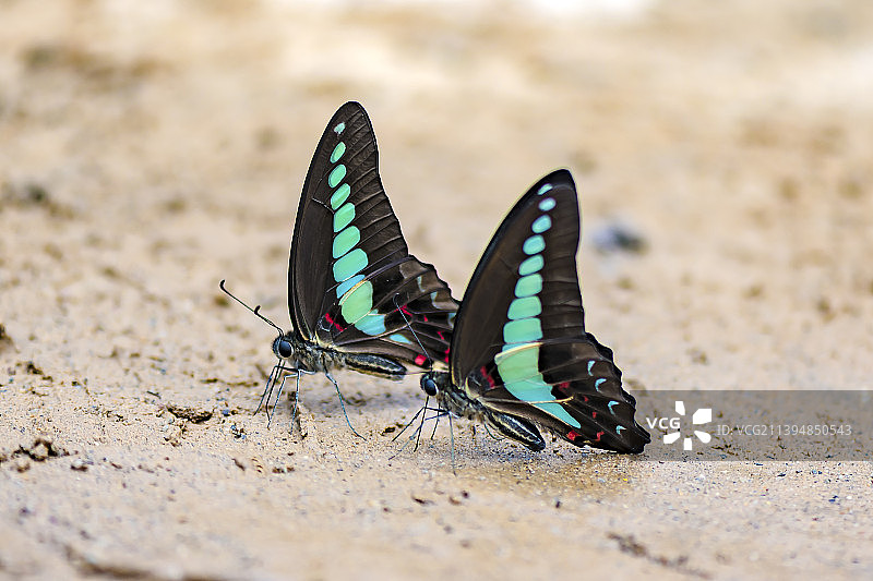 共享（青凤蝶）图片素材