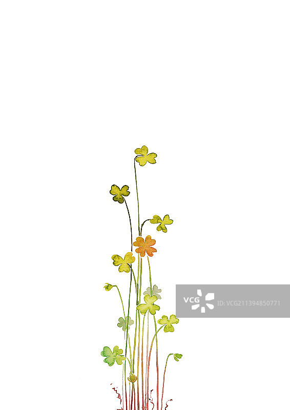 手绘水彩花卉植物清新小资情调商业插画图片素材