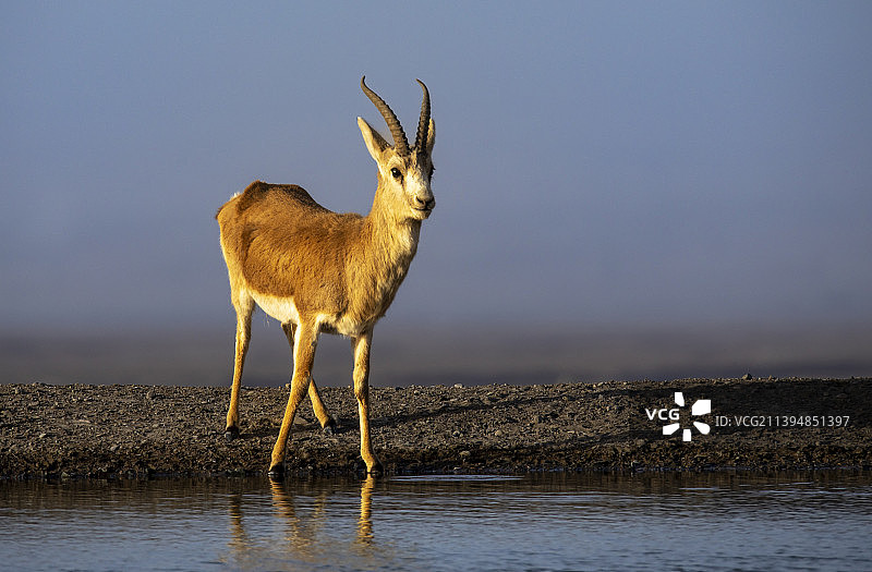 一只鹅喉羚在水塘饮水图片素材
