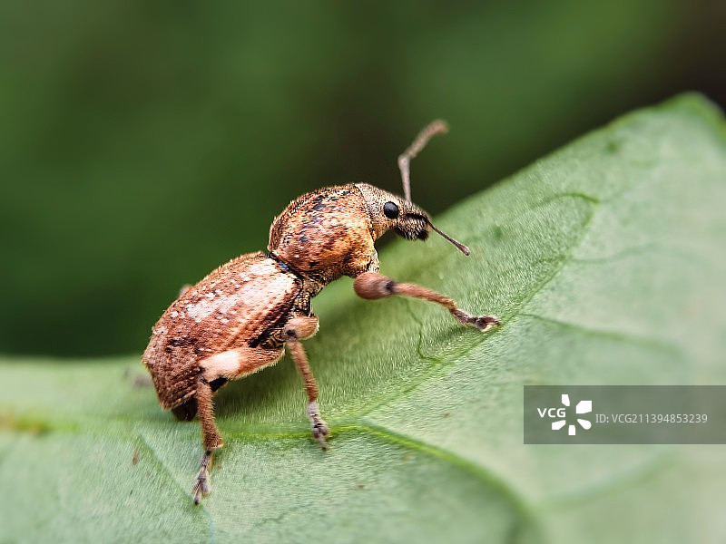 象鼻虫图片素材
