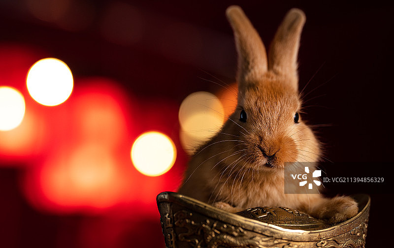 可爱的小兔子和金元宝图片素材