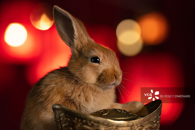 可爱的小兔子和金元宝图片素材