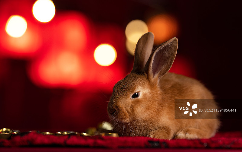 可爱的小兔子和金元宝图片素材