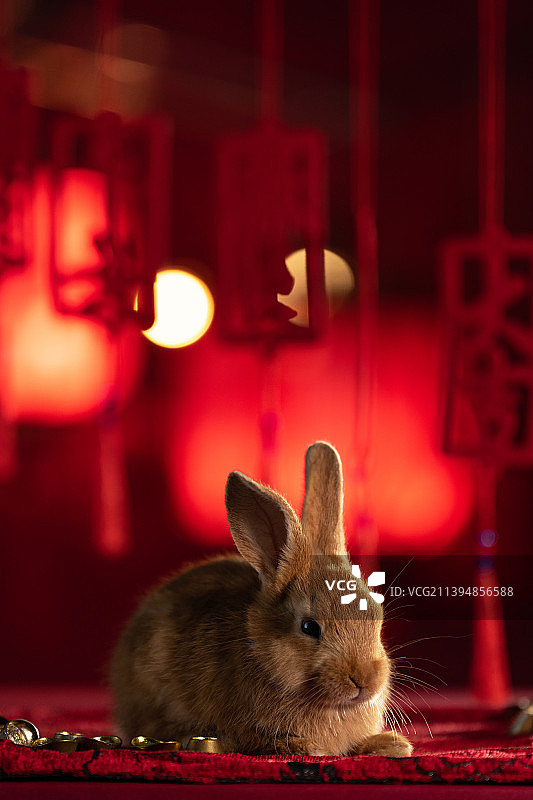 可爱的小兔子图片素材