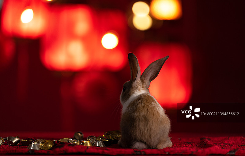 可爱的小兔子和金银元宝图片素材