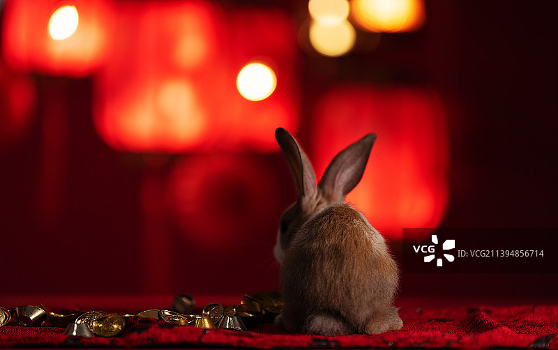 可爱的小兔子和金银元宝图片素材
