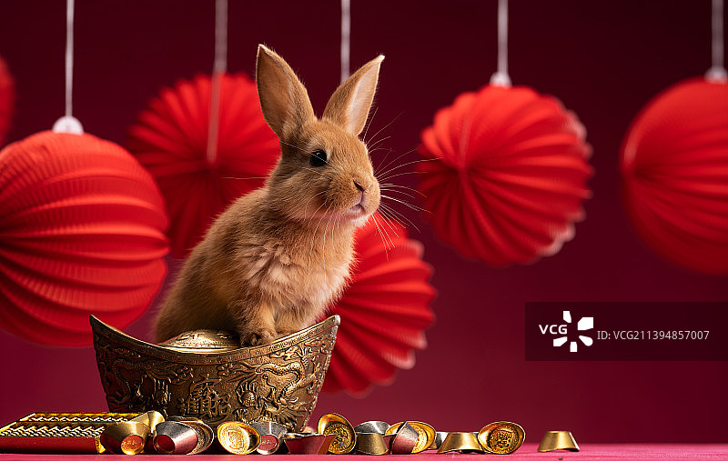 可爱的小兔子和金元宝图片素材