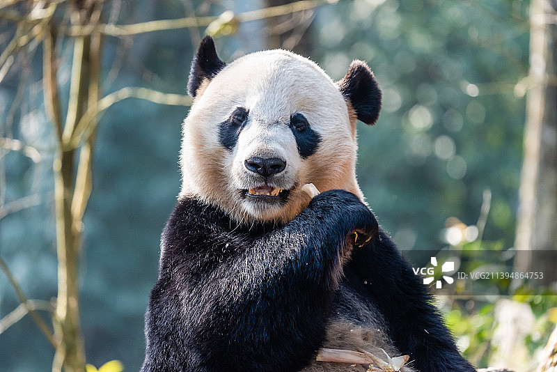 中国四川雅安的大熊猫图片素材