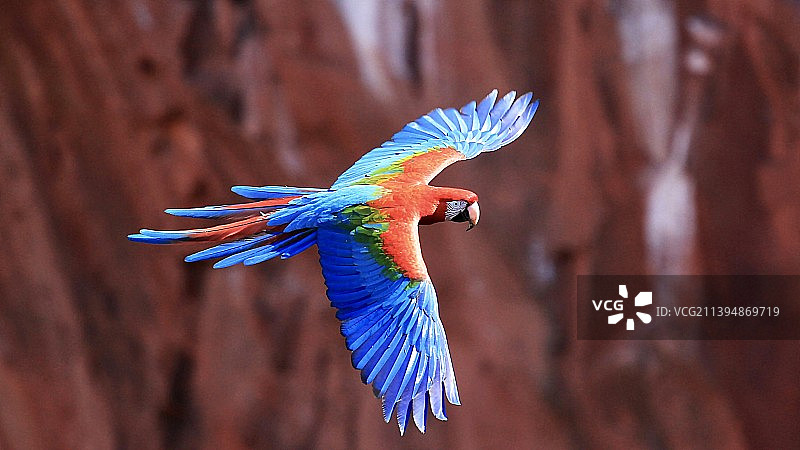 美丽的金刚鹦鹉在野外飞翔图片素材