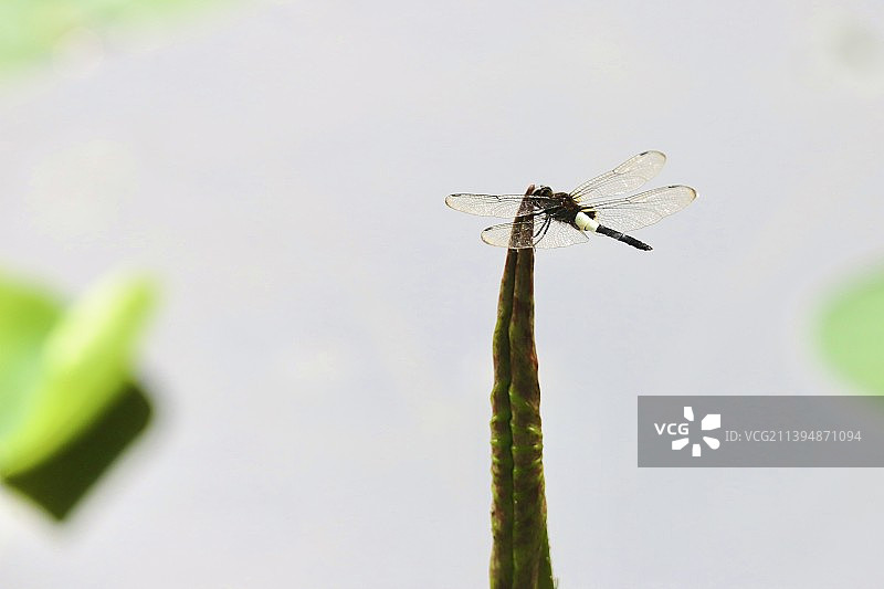蜻蜓立荷尖图片素材