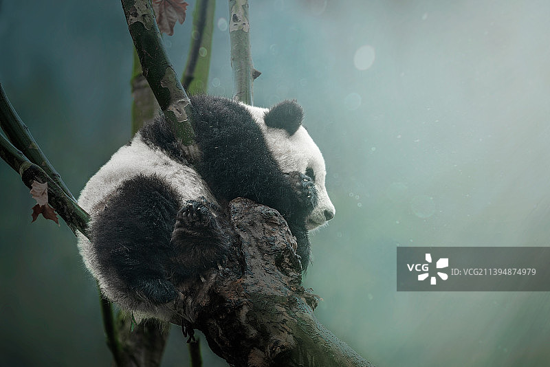 树叉上的熊猫图片素材