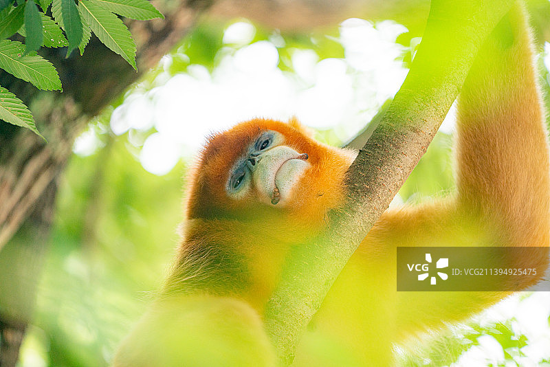 佛坪秦岭熊猫谷树上的川金丝猴在睡觉图片素材