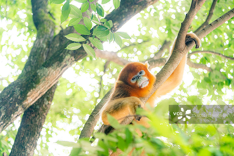 佛坪秦岭熊猫谷树上的川金丝猴在睡觉图片素材